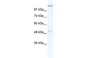 WB Suggested Anti-KCNH6 Antibody Titration:  0.