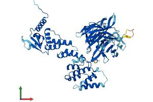 AlphaFold protein structure predicition of Human Recombinant CCIN Protein, UniprotID Q13939