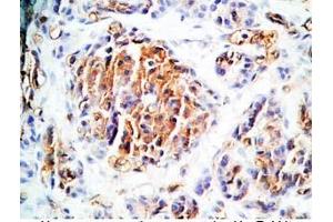 Human pancreas tissue was stained by Rabbit Anti-TRB-3 (314-349) (Rat) Antibody (TAS2R140 anticorps  (AA 314-349))