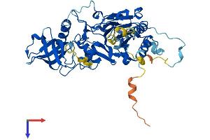 AlphaFold protein structure predicition of Human Recombinant POLD2 Protein, UniprotID P49005