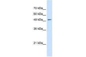 SLC43A2 antibody used at 0. (SLC43A2 anticorps  (N-Term))
