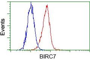 Image no. 4 for anti-Baculoviral IAP Repeat-Containing 7 (BIRC7) antibody (ABIN1499181) (BIRC7 anticorps)