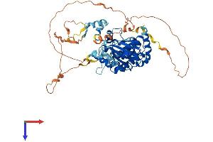 AlphaFold protein structure predicition of Mouse Recombinant Pak3 Protein, UniprotID Q61036
