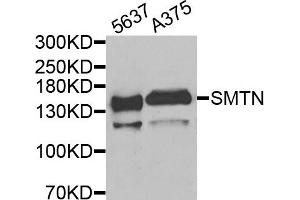 Western blot analysis of extracts of 5637 and A375 cells, using SMTN antibody. (Smoothelin anticorps)
