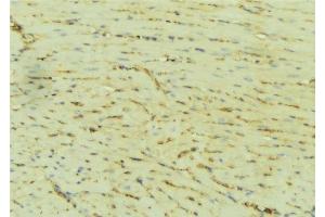 ABIN6276509 at 1/100 staining Mouse liver tissue by IHC-P.