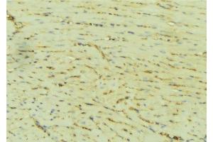 ABIN6276509 at 1/100 staining Mouse liver tissue by IHC-P. (ATP2A2 anticorps  (Internal Region))