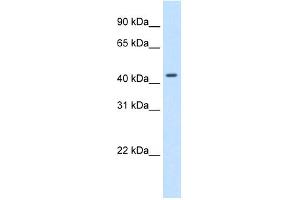 WB Suggested Anti-SNAPC1 Antibody Titration:  1. (SNAPC1 anticorps  (C-Term))