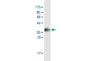 Western Blot detection against Immunogen (35.