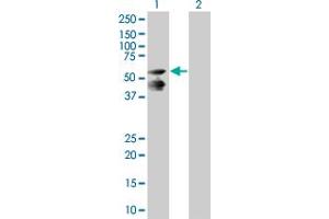 Western Blot analysis of LRIT3 expression in transfected 293T cell line by LRIT3 MaxPab polyclonal antibody.