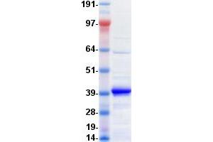 Validation with Western Blot