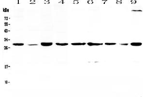 Western blot analysis of 14-3-3 sigma  using anti-14-3-3 sigma  antibody . (14-3-3 sigma/SFN anticorps  (AA 1-248))