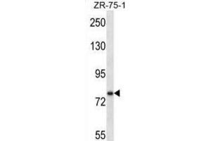 Western Blotting (WB) image for anti-Single-Minded Homolog 1 (SIM1) antibody (ABIN2997049) (SIM1 anticorps)