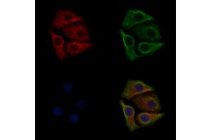 ABIN6256758 and ABIN6267373 staining HepG2 cells(30 min of 4uM Forskolin treatment) by IF/ICC. (Src anticorps  (pTyr530))