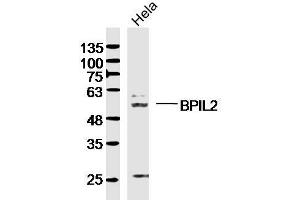 Hela lysates probed with BPIL2 Polyclonal Antibody, Unconjugated  at 1:300 dilution and 4˚C overnight incubation. (BPIFC anticorps  (AA 131-230))