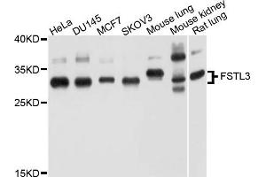 Western blot analysis of extract of various cells, using FSTL3 antibody. (FSTL3 anticorps)