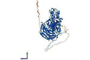 AlphaFold protein structure predicition of Human Recombinant KLHL13 Protein, UniprotID Q9P2N7