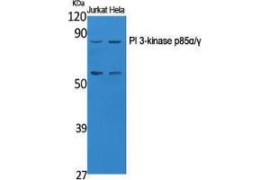 Western Blotting (WB) image for anti-Phosphoinositide 3 Kinase, p85 alpha/gamma (PI3K p85a/g) (Ser106) antibody (ABIN3186432) (PI3K p85 alpha/gamma anticorps  (Ser106))
