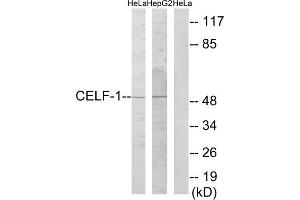 Western blot analysis of extracts from HeLa cells and HepG2 cells, using CELF-1 antibody. (CELF1 anticorps  (Internal Region))