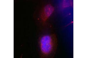 Immunofluorescence staining of methanol-fixed HeLa cells using BRCA1 (phospho S988) polyclonal antibody (Cat # PAB12267, red). (BRCA1 anticorps  (pSer988))
