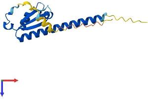 AlphaFold protein structure predicition of Human Recombinant OOEP Protein, UniprotID A6NGQ2