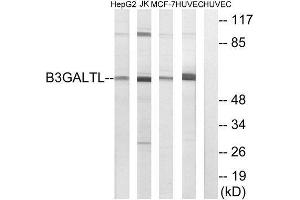 Western Blotting (WB) image for anti-beta 1,3-Galactosyltransferase-Like (B3GALTL) (C-Term) antibody (ABIN1850901) (B3GALTL anticorps  (C-Term))