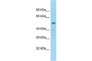 WB Suggested Anti-Nap1l2 Antibody Titration: 1. (NAP1L2 anticorps  (N-Term))