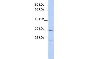 Western Blotting (WB) image for anti-Mortality Factor 4 (MORF4) antibody (ABIN2459128) (MORF4 anticorps)