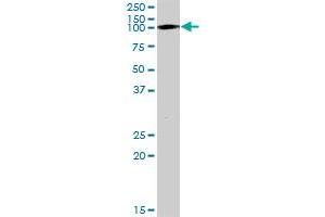 TRIM28 MaxPab polyclonal antibody.