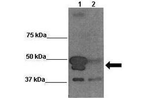 Sample Type: Lane 1:241 µg siRUVBL1 transfected human Saos2 cells Lane 2: 041 µg untransfected human Saos2 cells Primary Antibody Dilution: 1:0000Secondary Antibody: Anti-rabbit-HRP Secondary Antibody Dilution: 1:0000 Color/Signal Descriptions: BAG5  Gene Name: Wenwei Hu, Xuetian Yue, Rutgers Cancer Institute of New Jersey. (BAG5 anticorps  (C-Term))