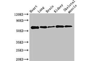 Western Blot Positive WB detected in: Mouse heart tissue, Mouse lung tissue, Mouse brain tissue, Mouse kidney tissue, Mouse skeletal muscle tissue All lanes: KPNA4 antibody at 3.