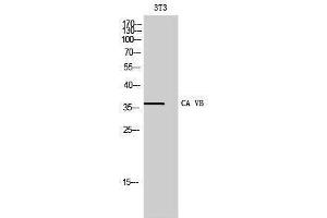 Western Blotting (WB) image for anti-Carbonic Anhydrase VB, Mitochondrial (CA5B) (C-Term) antibody (ABIN3183597)