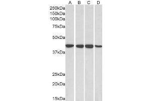 ABIN185434 (0. (RAE1 anticorps  (C-Term))