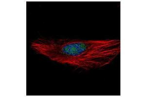 anti-RNA Binding Motif Protein 28 (RBM28) (C-Term) antibody
