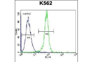 Flow cytometric analysis of K562 cells (right histogram) compared to a negative control cell (left histogram). (STUB1 anticorps  (C-Term))