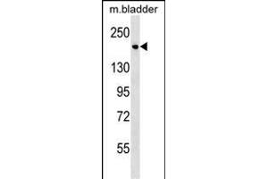 Mouse Sash1 Antibody (C-term) (ABIN1537635 and ABIN2838234) western blot analysis in mouse bladder tissue lysates (35 μg/lane). (SASH1 anticorps  (C-Term))