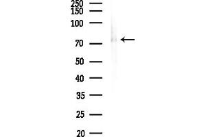 anti-Zinc Finger Protein 23 (ZNF23) (Internal Region) antibody