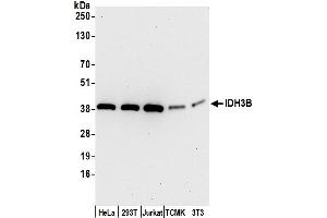 Western Blotting (WB) image for anti-Isocitrate Dehydrogenase 3 (NAD+) beta (IDH3B) (AA 75-125) antibody (ABIN7450350)