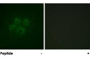 Immunofluorescence analysis of HepG2 cells, using GRB10 polyclonal antibody . (GRB10 anticorps)