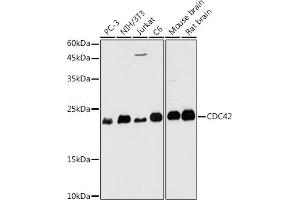 Western blot analysis of extracts of various cell lines, using CDC42 antibody (ABIN3021670, ABIN3021671, ABIN3021672 and ABIN6215499) at 1:1000 dilution.