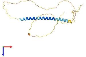 AlphaFold protein structure predicition of Human Recombinant TCEAL2 Protein, UniprotID Q9H3H9