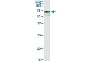 Immunoprecipitation of DPYSL5 transfected lysate using anti-DPYSL5 MaxPab rabbit polyclonal antibody and Protein A Magnetic Bead , and immunoblotted with DPYSL5 purified MaxPab mouse polyclonal antibody (B01P) .