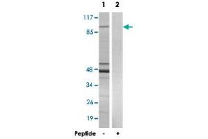 Western blot analysis of extracts from 293 cells, using NFATC4 polyclonal antibody . (NFATC4 anticorps)