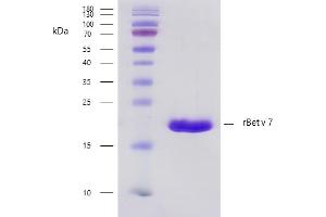 Recombinant allergen rBet v 7 purity verification. (PPIL1 Protéine)