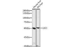 Western blot analysis of extracts of various cell lines, using L antibody (ABIN1680647, ABIN1680648, ABIN5664204 and ABIN6219974) at 1:500 dilution. (LAG3 anticorps  (AA 29-170))