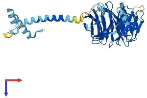 AlphaFold protein structure predicition of Mouse Recombinant Pafah1b1 Protein, UniprotID P63005