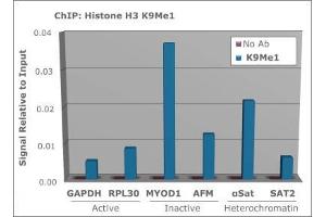 Chromatin Immunoprecipitation of Histone H3 [Monomethyl Lys9] Antibody.