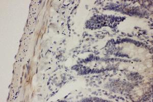 Anti-COX1 Picoband antibody,  IHC(P): Rat Intestine Tissue