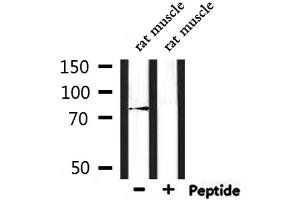 Western blot analysis of extracts from rat muscle, using LRSAM1 Antibody.