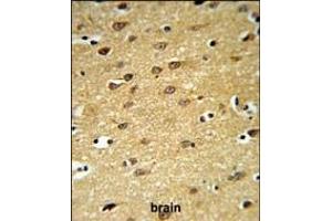 LINGO-1(LRRN6A)- (C-term) Antibody (ABIN651289 and ABIN2840172) IHC analysis in formalin fixed and paraffin embedded brain tissue followed by peroxidase conjugation of the secondary antibody and DAB staining.