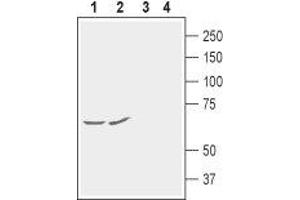 Western blot analysis of rat (lanes 1 and 3) and mouse (lanes 2 and 4) brain membranes: - 1,2. (KCNG1 anticorps  (2nd Extracellular Loop))